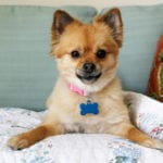Elderly Care in Orem UT: Canine Cancer
