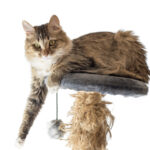 Caregiver in South Jordan UT: Senior Wants a Pet